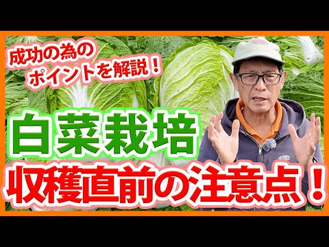 家庭菜園や農園の白菜栽培で収穫直前の注意点！最後までしっかり管理するコツと白菜の育て方！【農家直伝】