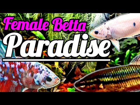 Planted Betta Aquarium Paradise!! We have decided to name the sorority tank 