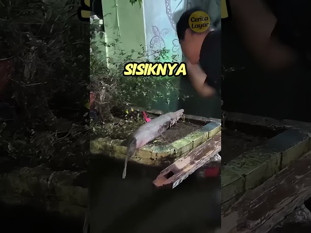 Ikan Dengan Sisik Sekeras Baja!