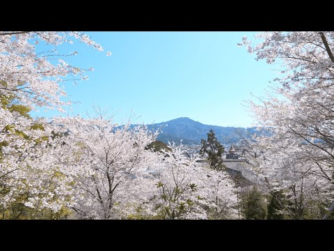 【WEB動画】2025年 妙満寺 春の特別拝観