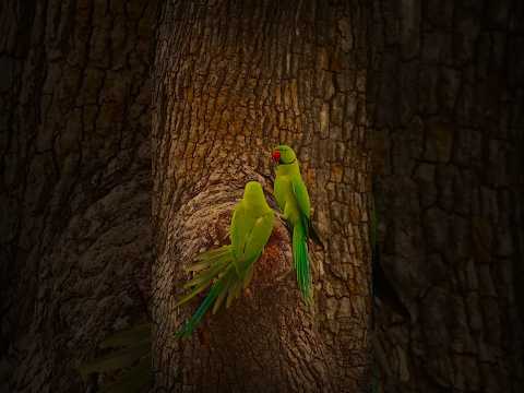 #islamicshorts #islamicprayer #islamicreminder #ayatulkursi #parrot#animals#foryou #youtubeshorts