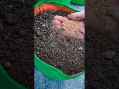 क्या आपने ने यह काम कर लिया है #gardening #houseplants #ytshort #garden #terracegarden