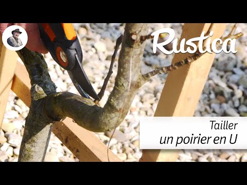 Une taille pour sauver un poirier attaqué par les campagnols