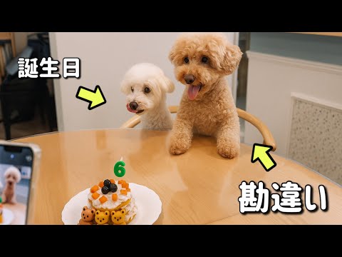 「えっ！？私の誕生日じゃないの！？」勘違いワンコが大はしゃぎ笑