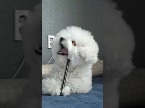 #미니비숑#강아지 이제 눈에 힘 팍주고 대놓고 이불에서 볼펜 아작낸다 ㅋㅋ 근데 넘 기여워서 혼낼수가없당~ㅎㅎ♡♡