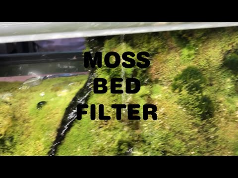 Moss Bed Filter Formally known as Algae Turf Scrub My Algae Turf Scrubber has evolved and leveled up to a Moss Bed Filter.  100% nitrate removal using 