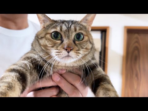 8匹の猫たちが順番待ちをしている姿が可愛すぎました【爪切りを待つ猫たち】