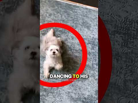 Dog Goes Viral Dancing to His Mom’s Voice! 🐶🎶
