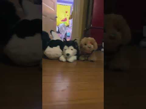 Meet Eclipse!🦴💜🖤￼