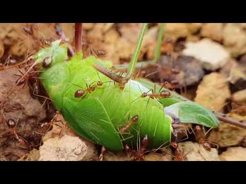What Really Happens When Ants Find Food - Ants Stories