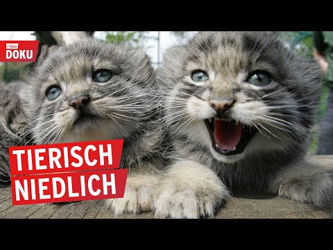 Wilde Tierkinder | Doku