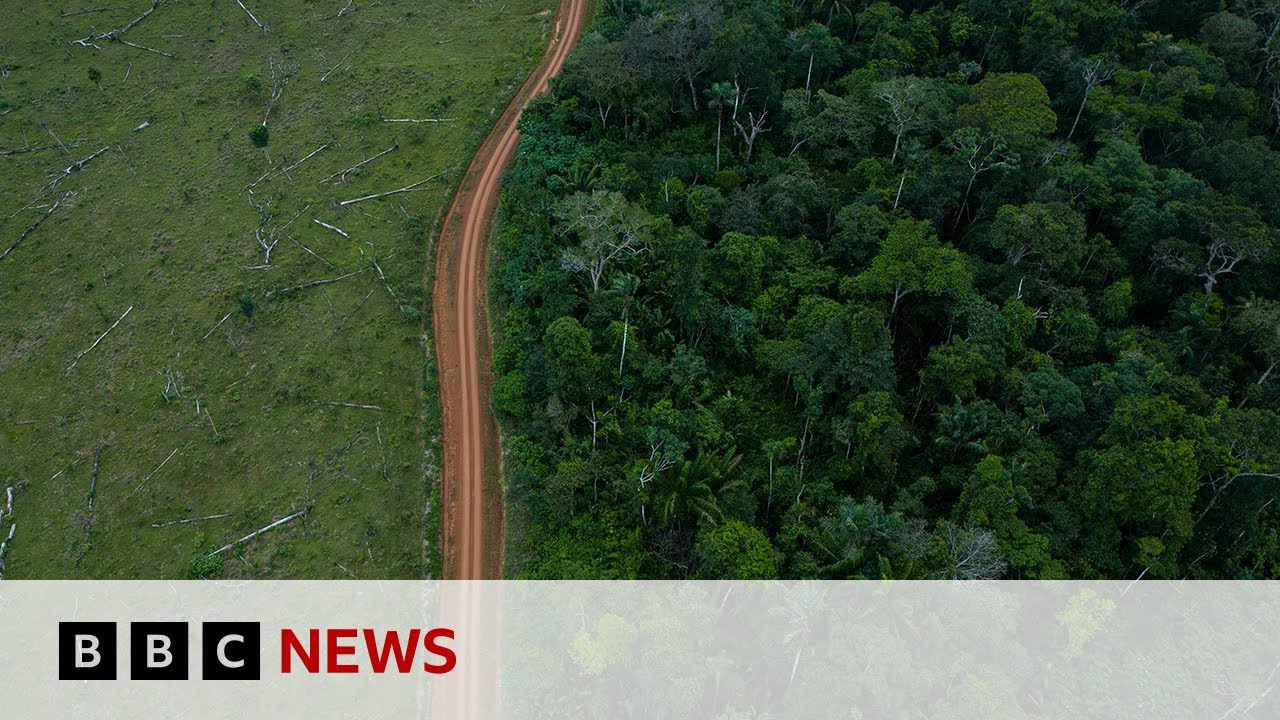 Amazon rainforest: Fewer trees lost to deforestation in 2023 | BBC News
