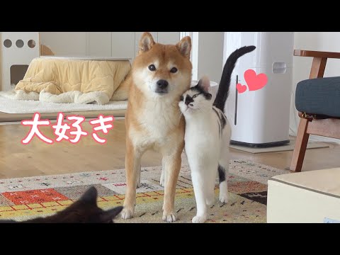 柴犬が大好きすぎる猫！好き好き攻撃を続けたら・・柴犬はこうなる。