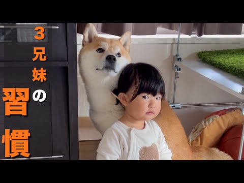 「育児疲れ」が吹き飛ぶ、毎日魅了してやまない柴犬達と１歳児の行動