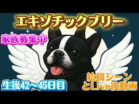 エキゾチックブリー【生後42〜45日目】給餌とLive後動画