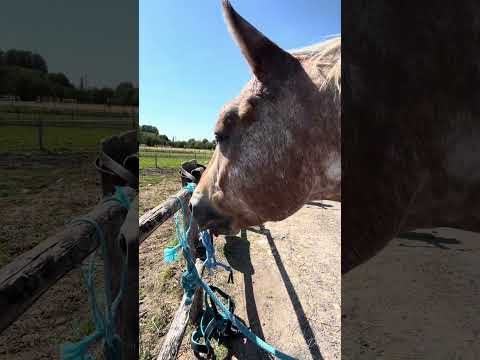 Dalton💗#cheval #equestrian #equitation #horse #horseriding
