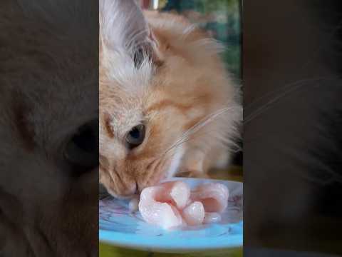 Winner winner, chicken dinner #catvideo #funnycat #catlover #catlife #cat #furryfoodie #meowmeals