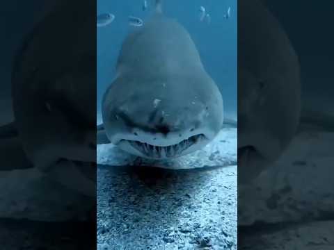 you are not afraid of animals #animals #ytshorts #shorts #speedsong #song#music #dance #animalshorts