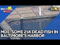 MDE: Dead fish not caused by pollution event
