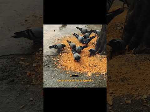 Aşk alma değil Verme sanatı❤️ #vefa #sanat #sevgi #sevgili #eskiler #dünya #saygı #insan #hayat #fpy