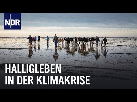 Hallig Oland und der Meeresspiegel | die nordstory | NDR Doku