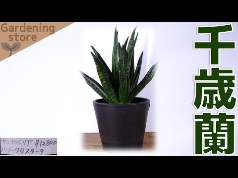 【植物導入】コーヒーノキの植え替えに失敗した後に出会ったご縁な観葉植物を購入してみた。天然の空気清浄機！サンス(セ)ベリア・ハリー・クリスタータ【ふぶきテトラ】
