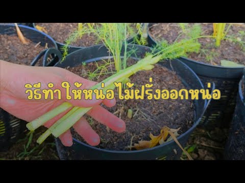 ทำยังไงให้หน่อไม้ฝรั่งออกหน่อเยอะสุด ๆ #หน่อไม้ฝรั่ง #ปลูกผักง่ายๆ #เคล็ดลับเกษตร #เบลล์อินฟาร์ม