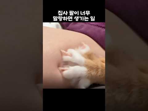 <strong>집사</strong> 팔이 너무 말랑하면 생기는 일