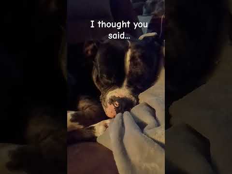 Did You Say Somthing To Spot?||#cute#cutedog