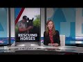 How a former D.C. police officer found direction by rescuing mistreated horses  - 06:08 min - News - Video