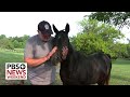How a former D.C. police officer found direction by rescuing mistreated horses