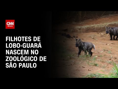 ​Zoológico de São Paulo comemora o nascimento de filhotes de Lobo-guará | CNN PRIME TIME