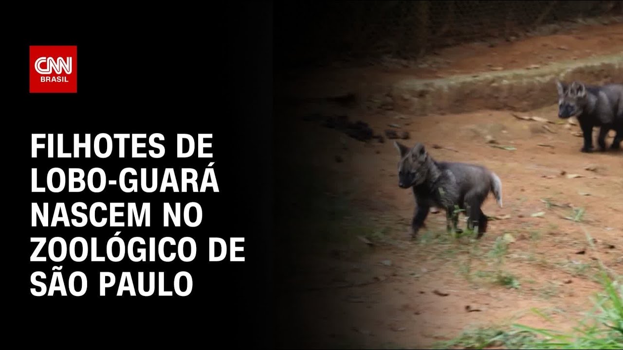 Zoológico de São Paulo comemora o nascimento de filhotes de Lobo-guará | CNN PRIME TIME