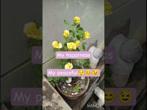 న చెట్టు flowers ఏవరొ కొసుకునారు😭😭😭😭