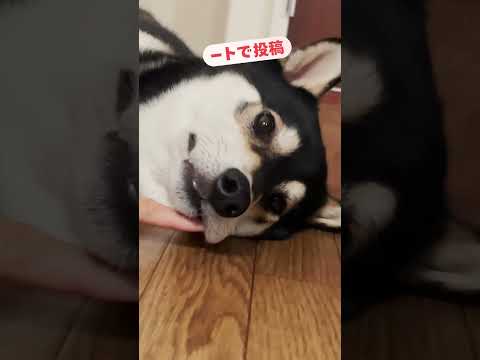 自慢のペットをショートで投稿して、癒しをシェアしよう #犬のいる暮らし