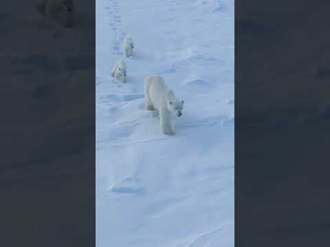 Everyday is a new experience for these polar bear cubs 🐻‍❄️ #NationalGeographic