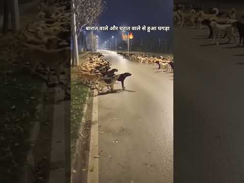 #funny #pitbull #cutedog #memes