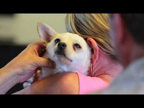 As part of our Subaru Loves Pets initiative, this October, Subaru and our retailers are partnering with local animal organizations to help our furry friends and improve their chances at finding a safe and loving home. Subaru establishes National Make A Dog's Day, October 22. Learn more at www.subaru.com/pets. As part of our Subaru Loves Pets initiative, this October, Subaru and our retailers are partnering with local animal organizations to help our furry friends and improve their chances at finding a safe and loving home. Subaru establishes National Make A Dog's Day, October 22. Learn more at www.subaru.com/pets.