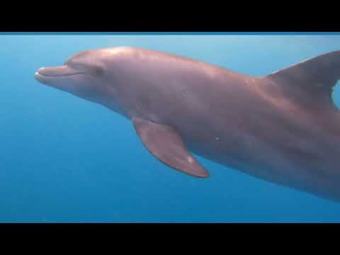 Nadar con delfines en el Mar Rojo