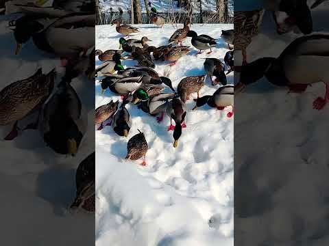 Лазарев сергей николаевич #лазаревписатель #сергейлазарев #саморазвитие #прощение #обида