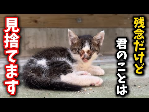 猫の動画サムネイル - 一度は見捨てた小さな命…必死に生きる子猫を保護しました