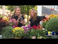 The best plants for the fall  - 04:55 min - News - Video