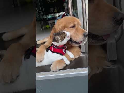 Cat and dog #foryou #fyp #funnyvideos #usa #funny #cat #kitten #dog #catsoftiktok #dogsoftiktok