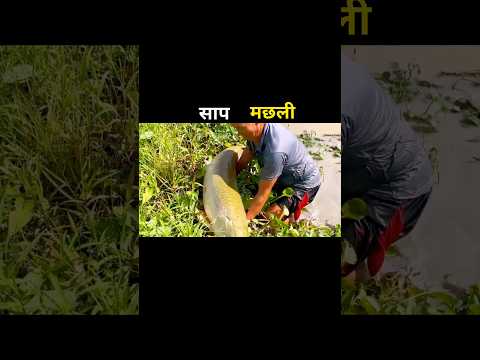 साप मछली 😱 #aivideo #fishing #fascinatinginformation #amazingfacts #fishinglife #youtubeshorts