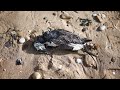 Unusual numbers of dead seabirds found on French shores | REUTERS