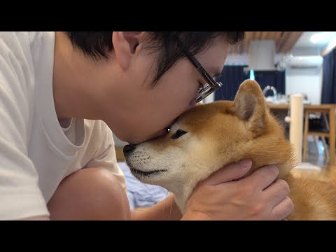 メンタル限界なパパに寄り添う柴犬…その優しさに涙が止まらない。 サムネイル