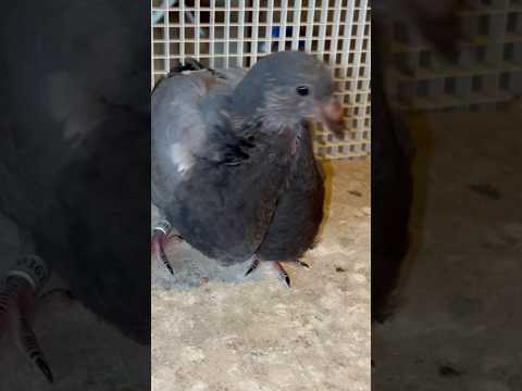 #الحمام_الزاجل #pigeon #birds #kabootar #colonelkkjϟ #تحشيش #pigeonlover #المغرب #funny #طيور