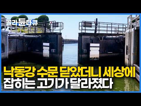 바닷물 유입량이 조절되면서 어종이 변했다는 낙동강 하구 근황｜초고층 빌딩 <strong>아래</strong> 그물 던져서 뭘 잡나봤더니｜한국기행｜#골라듄다큐
