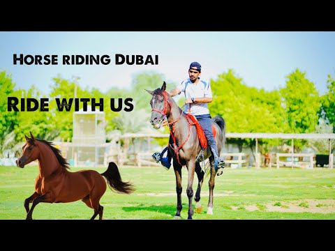 HamidDXB_ live stream horse riding Vlog #horse #horseriding ￼