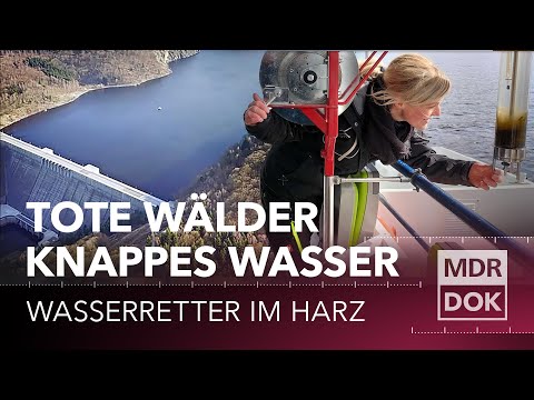 Waldsterben im Harz – Trinkwasser in Gefahr? | MDR DOK